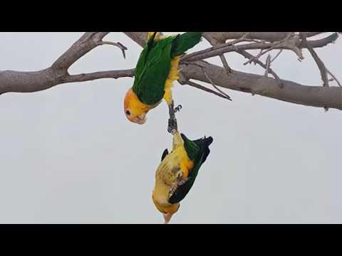 These Funny Birds Are Too Overdramatic To Handle!