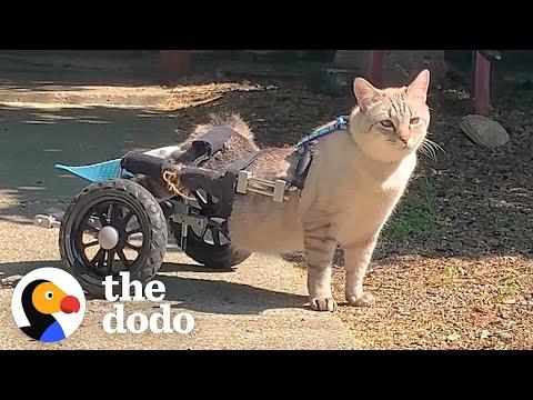 Paralyzed Cat Races In His Wheelchair As If He's Trying Out For Formula 1 #Video