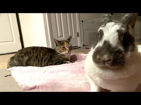 Jealous bunny has no patience for cats #Video