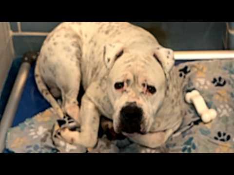 A woman adopted 'saddest' shelter dog. Now he won't stop smiilng. #Video