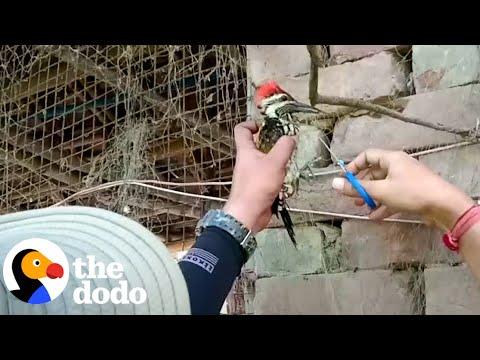 Guys Rescue A Woodpecker Tangled In A Fishing Net #Video