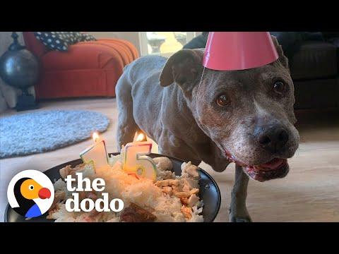 Senior Pittie Teaches Her Mom Everything She Needs To Know #Video