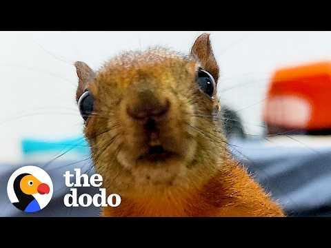 Cuddly Baby Squirrels Visit Their Rescuer Every Day #Video