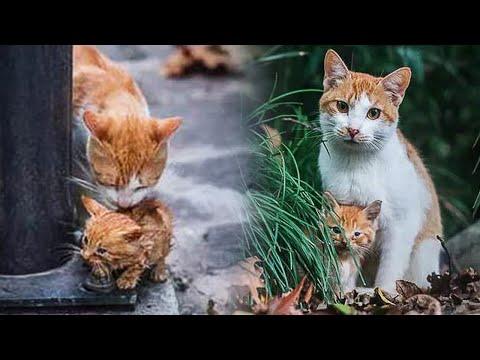 Stray Mom Cat Tries To Keep a Soaked Kitten Warm Until a Man Notices It #Video