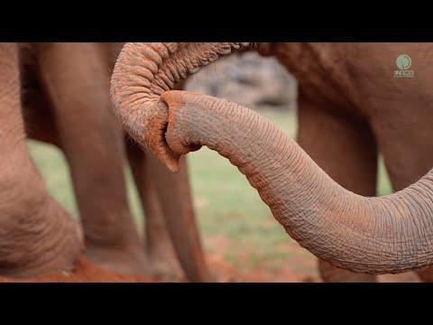 Enjoying Natural Inclinations With Elephant Family In Slow Motion - ElephantNews #Video