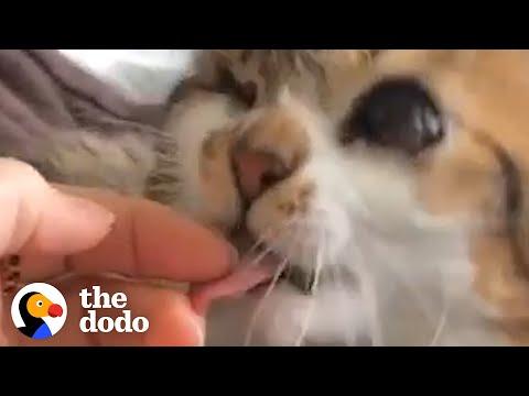 Strangers Reunite Woman With A Stray, One-Eyed Cat. Video.