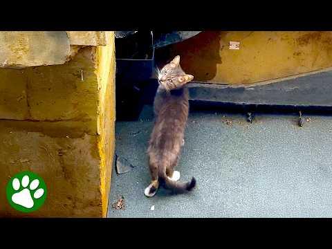 Abandoned Cat Living on Roof Gets a Second Chance #Video