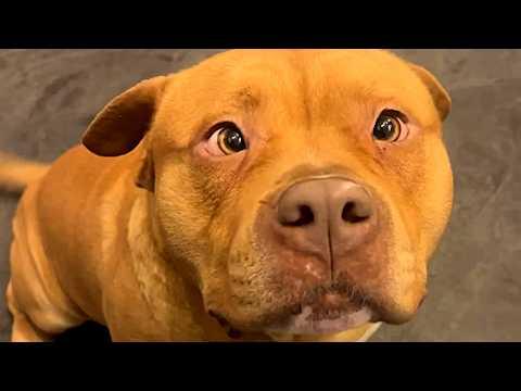 Dog apparently lost his home due to mismeasurement #Video