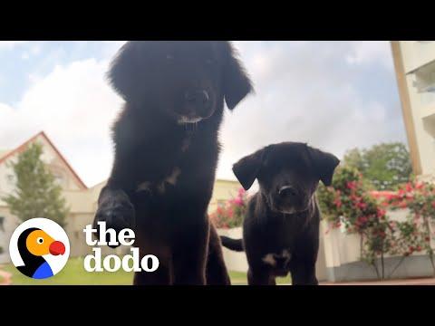 Scared Foster Puppies Love Their Golden Retriever Grandpa #Video