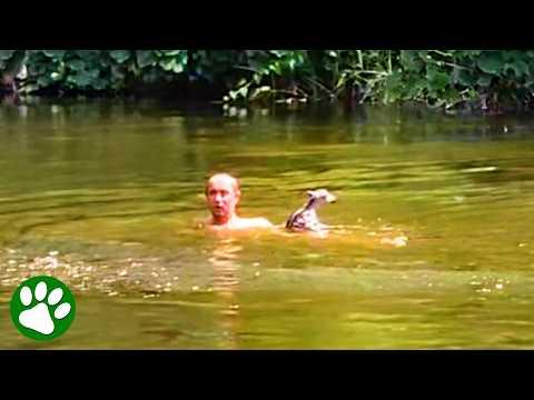 Hero Dives Into Strong Current to Rescue Baby Fawn #Video