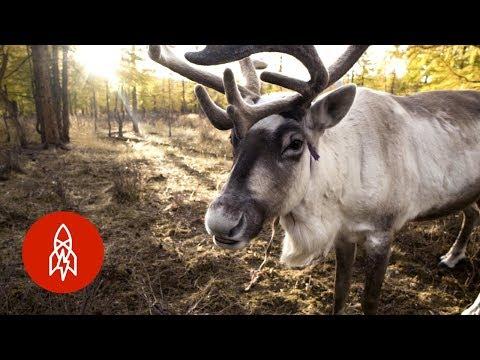 The Last Nomadic Reindeer Herders in the World