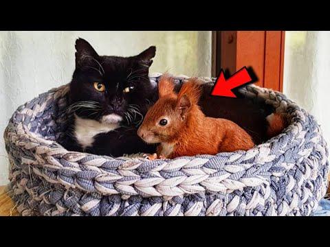 Cat Adopt Rescued Baby Squirrel That Fell From Tree And Raised Him #Video