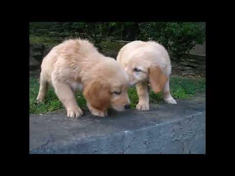 Lola, Lula & Luke Good Dog Rescue #Video