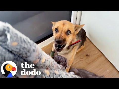 Dog Who Lost Trust In Humans Can't Stop Wagging Her Tail Now #Video