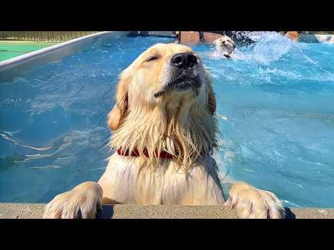 Hilarious Dogs Can't Control Themselves In The Pool! #Video