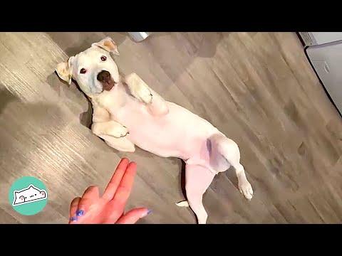Staffy Was Abandoned and Deaf But He Learned to Love Life #Video
