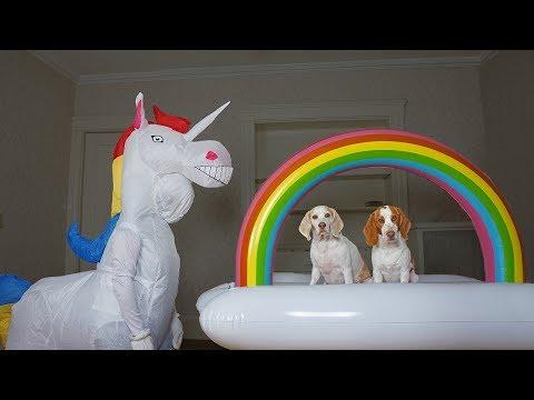 Dogs vs Unicorn Prank & Rainbow Surprise: Funny Dogs Maymo, Potpie, & Penny
