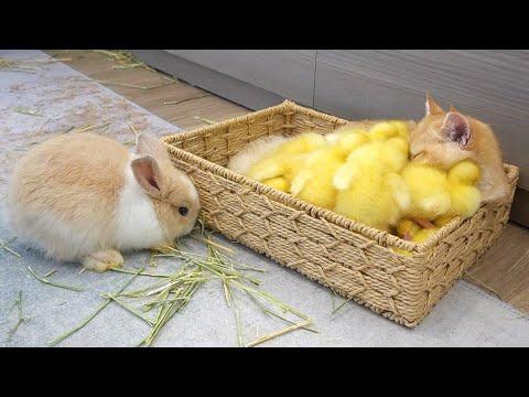 Ducklings jump into the basket to sleep with kitten #Video