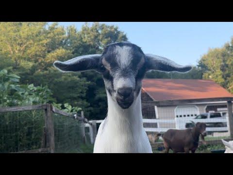 The goat kids aren’t ready for bed! #Video