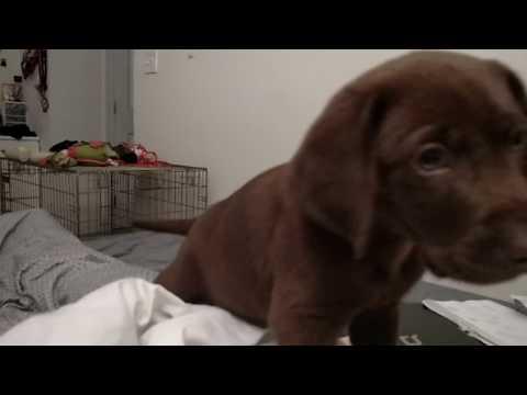 Super cute chocolate lab puppy cuddling in bed video