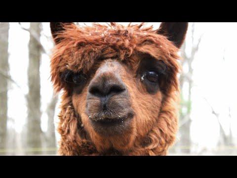 Lonely alpaca had no friends. Then he met the goat of his dreams. #Video