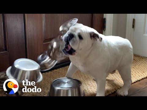 Bulldog Obsessed With Bowls Gets A Special Delivery Video