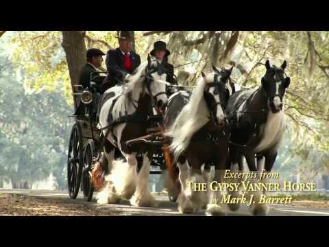 The Gypsy Vanner Horse