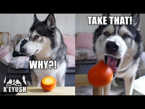 Talking Husky Chucks Fruit at Me and Runs off With the veg! #Video