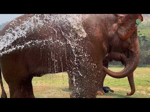 Clever Elephants and Their Daily Routine - ElephantNews #Video