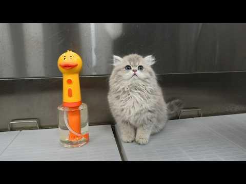 Why Is This Persian Kitten So Tiny... #Video