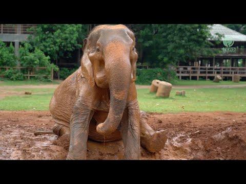 Sopha enjoys her first moments at Elephant Nature Park - ElephantNews #Video