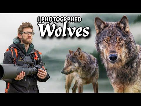 Photographing WOLVES and BEARS on Vancouver Island - Nikon Z9 #Video