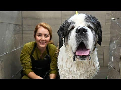 The Most Gentle Giant: Grooming a Senior Saint Bernard With a Heart of Gold #Video