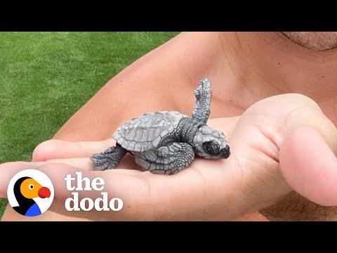 Family Comes Across Tiny Sea Turtle Eggs, See What Happens When They Hatch! #Video