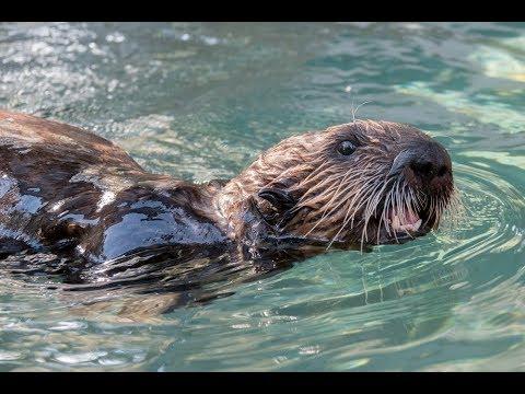 Meet rescued sea otter pup Uni