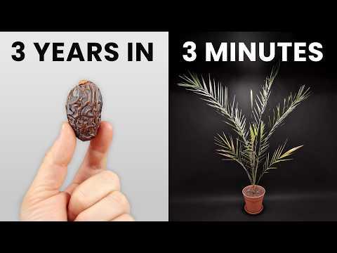 Growing a Date Palm Tree Timelapse #Video