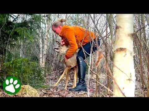 Terrified Deer Saved by Heroic Woman #Video