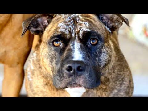 Humans hurt this dog. Here's how she responded. #Video