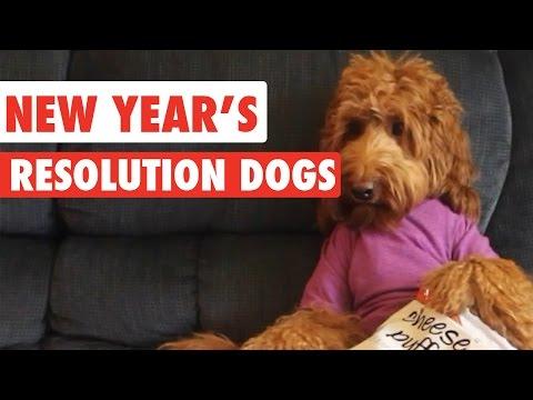 New Year's Resolution Dogs Video Compilation 2017