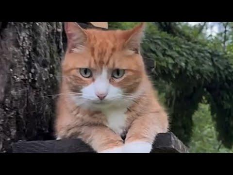Man builds house for his introverted cat #Video