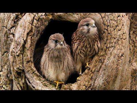 Releasing Five Kestrels into the Wild | Robert E Fuller #Video