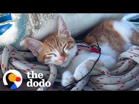 Couples Rescues A Cat In Greece And Brings Her To Live On Their Sail Boat #Video