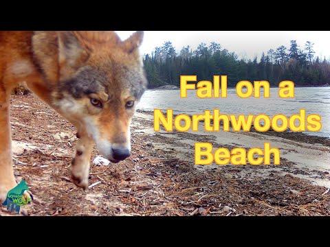 Fall on a Northwoods Beach from a trail camera #Video