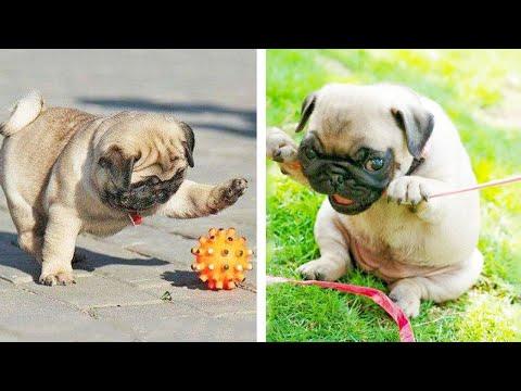 AWW SOO Cute and Funny Pug Puppies - Funniest Pug Ever #33 #Video