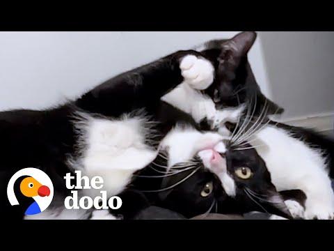 Feral Cat Hated Everyone Until She Fell In Love With Another Kitty #Video