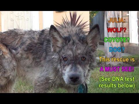 Julia: A Wolf? A Coyote? A Dog? This Rescue Is A MUST SEE!