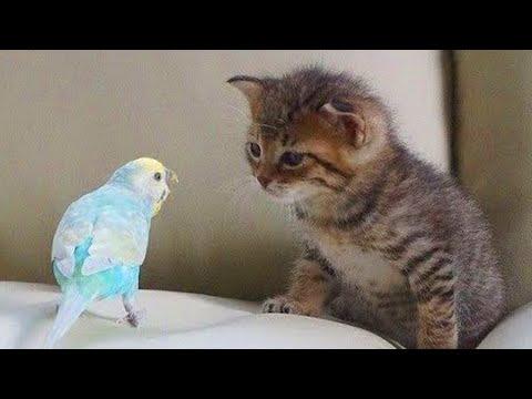 Cat and Parrot Spend Every Single Moment Together #Video