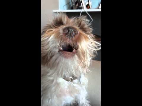 Dog Makes Funny Noises