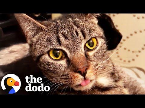 Wobbly Cat Lights Up When Dad Walks Into The Room #Video
