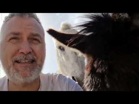 Donkey with mind control? #Video